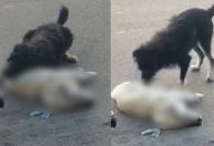 Vídeo: Cachorro tenta "reanimar" cão que morreu após atropelamento