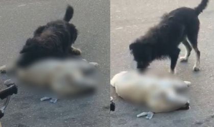Vídeo: Cachorro tenta "reanimar" cão que morreu após atropelamento