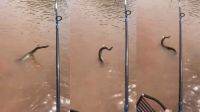 Vídeo: Pescador fisga cobra sucuri durante pesca em Goiás