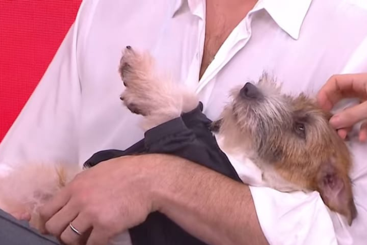 Ozzie, cãozinho de "Ainda Estou Aqui", em transmissão da CNN Brasil • Reprodução/CNNBrasil