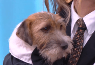 Cãozinho de "Ainda Estou Aqui" usou maquiagem para atuar, diz preparadora