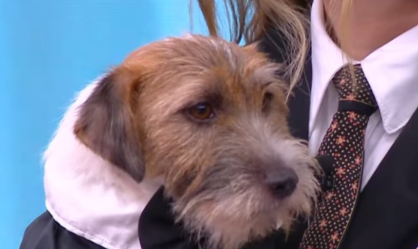 cãozinho