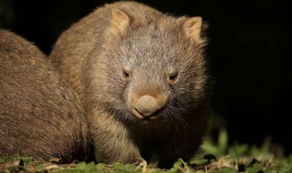 Turista pode ter visto cancelado após pegar animal selvagem na Austrália
