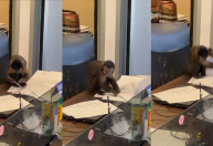 Macaco-prego é filmado "assinando" documentos em escritório no RJ