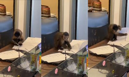 Macaco-prego é filmado "assinando" documentos em escritório no RJ