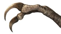 Nova espécie de dinossauro descoberta lembra "Edward Mãos de Tesoura"
