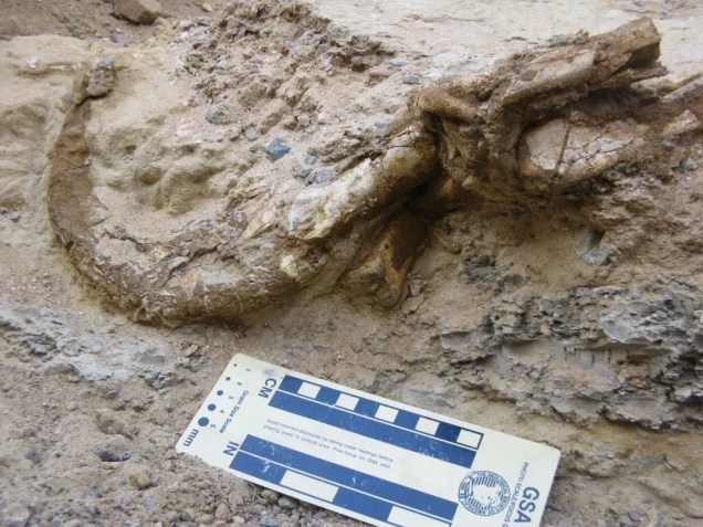 Uma das garras do dinossauro foi desenterrada com sua bainha de queratina ainda preservada • Yoshi Kobayashi/Hokkaido University