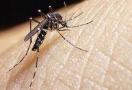 Dengue no Brasil: mais de 1 milhão de casos prováveis em 2025