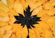 Outono favorece criação de novos projetos pela astrologia; entenda