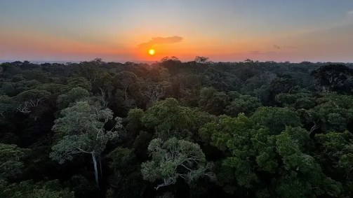 Iniciativas de restauração florestal são essenciais para que o Brasil alcance suas metas climáticas