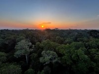 Investimento é desafio para projetos de restauração florestal no Brasil