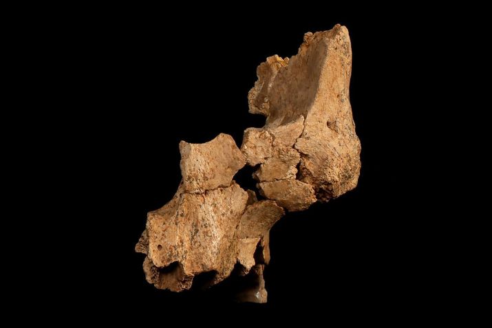 Fóssil original, chamado ATE7-1, da face média de um hominídeo misterioso recuperado no sítio Sima del Elefante, nas Montanhas Atapuerca, perto de Burgos, Espanha • Maria D. Guillén/IPHES-CERCA via CNN Newsource