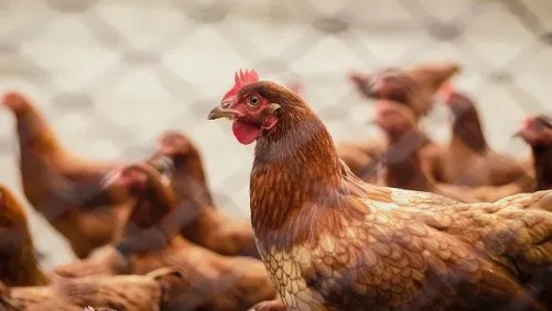 Governo brasileiro confirma primeiro foco de gripe aviária em granja comercial