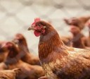 Gripe aviária: Rio Grande do Sul inicia novo ciclo de inspeção