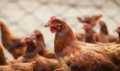 Gripe aviária: há 17 investigações de suspeita da doença em andamento