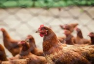 Análise: Gripe aviária abre trégua entre governo e agro
