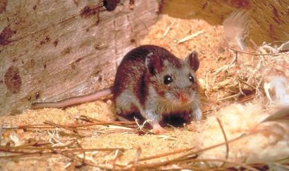 hantavirus