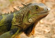 Iguanas viajaram 8.000 km até Fiji em jangadas de vegetação, diz estudo