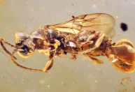 Criatura bizarra de 99 milhões de anos atrás é encontrada em âmbar; veja