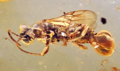 Criatura bizarra de 99 milhões de anos atrás é encontrada em âmbar; veja