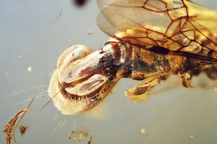 Uma visão mais próxima de Sirenobethylus charybdis mostra a estrutura semelhante a uma dioneia no abdômen da vespa • Qiong Wu