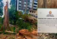 Chuva derrubou terceira árvore mais antiga da cidade de SP