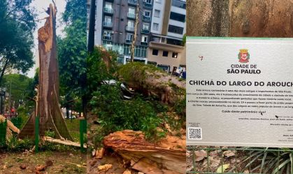 Chuva derrubou terceira árvore mais antiga da cidade de SP