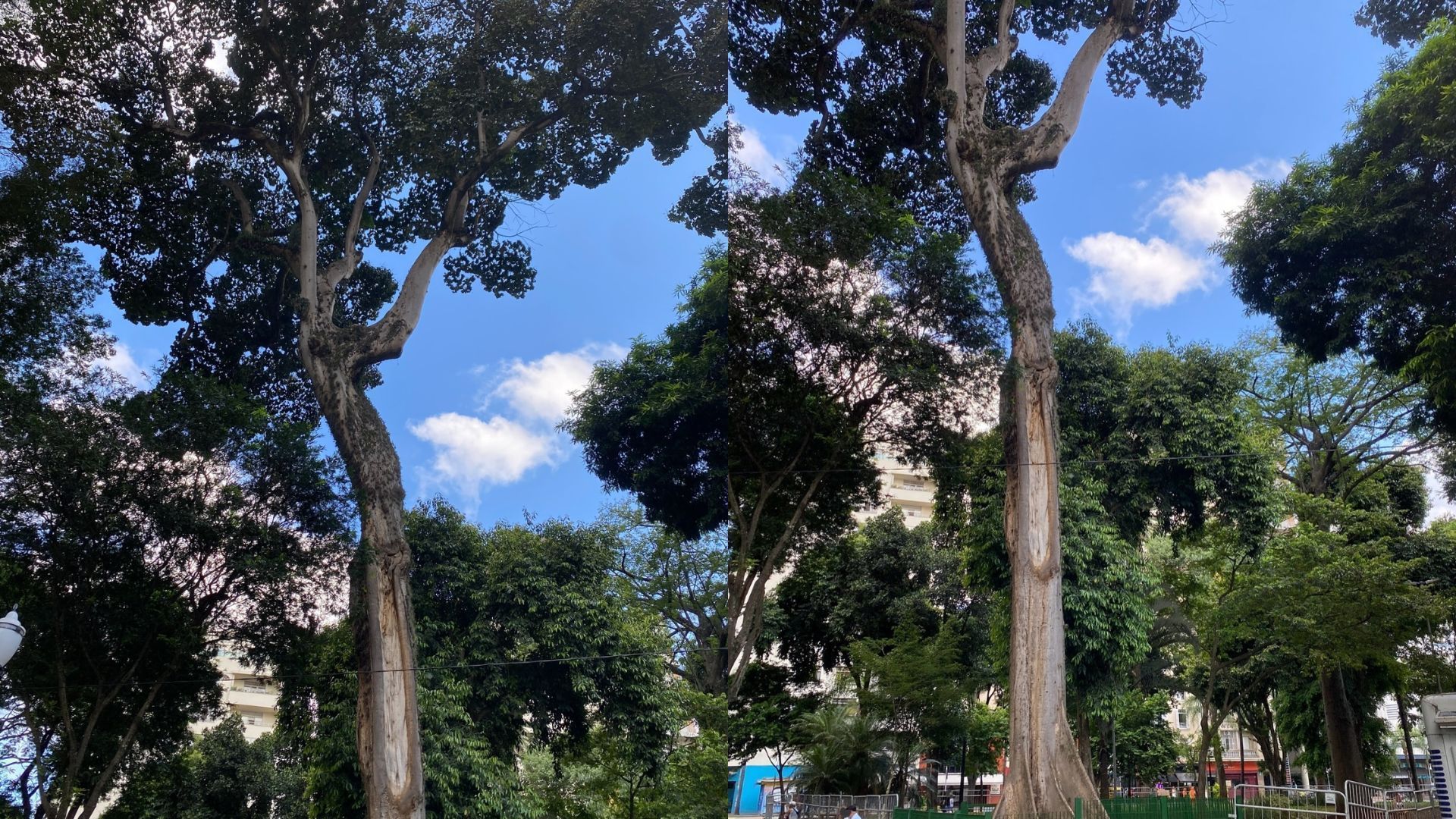 Chichá do Largo do Arouche antes da queda • Crédito: Ivan Martin