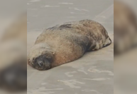 Lobo-marinho encalha após tomar sol em praia no litoral paulista