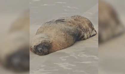 Lobo-marinho encalha após tomar sol em praia no litoral paulista