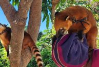 Quati preso com coleira e criado como pet é resgatado no Tocantins