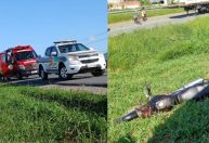 Motociclista morre atingido por linha com cerol em Santa Catarina
