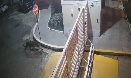 Onça-pintada é flagrada pelas ruas de Imperatriz, no Maranhão