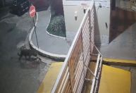 Onça-pintada é flagrada pelas ruas de Imperatriz, no Maranhão