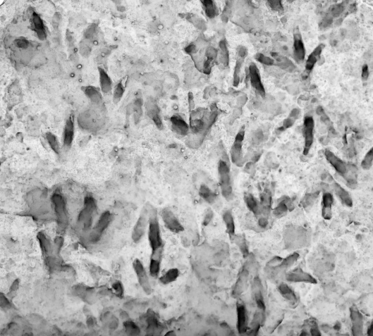 As pegadas mostram os dinossauros caminhando em duas direções, provavelmente representando uma travessia de rio • Courtesy of The University of Queensland