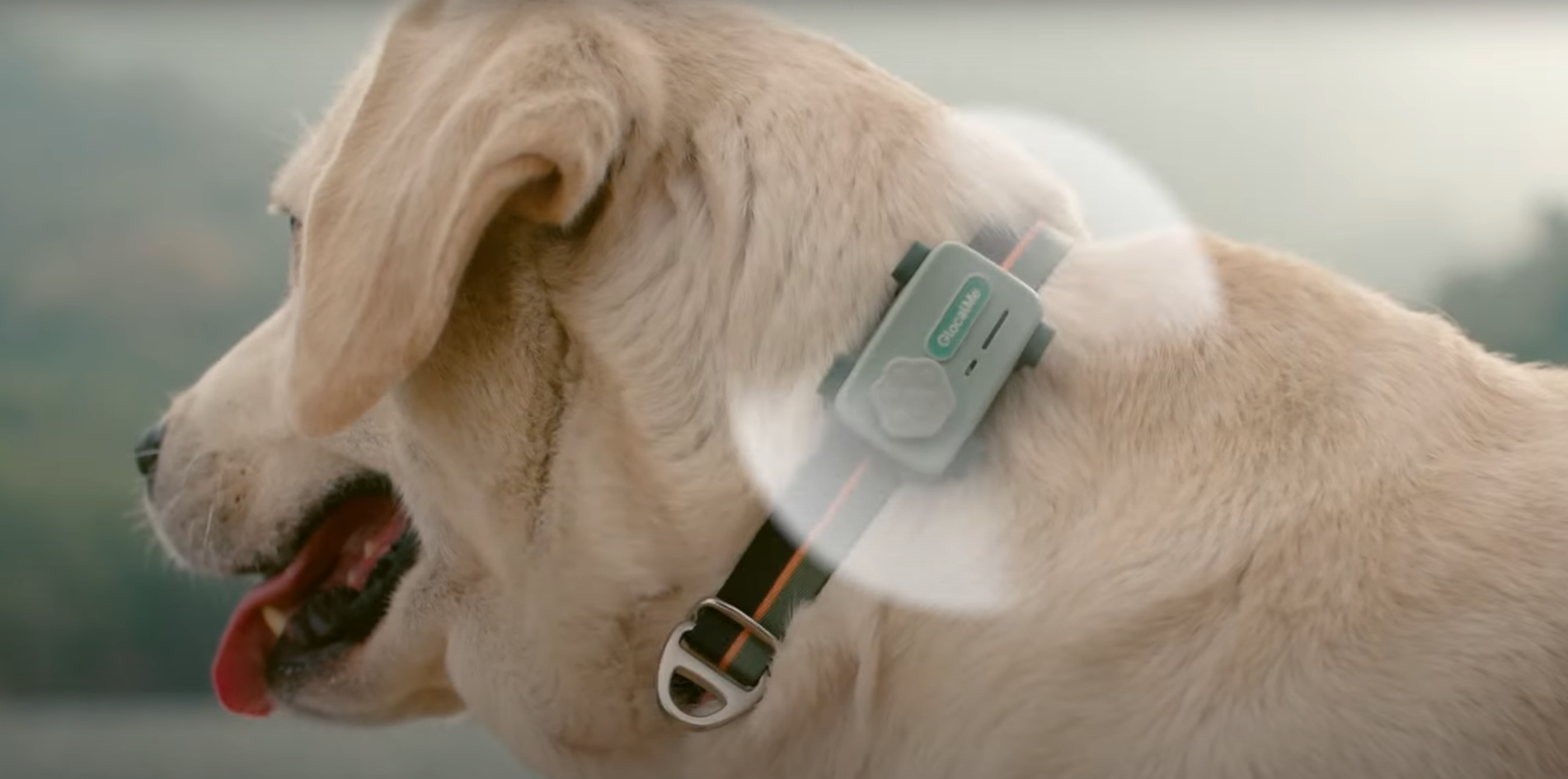 No PetPhone são permitidas gravações de voz que tocam automaticamente quando é detectada agitação no pet