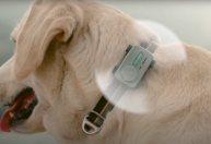 Smartphone para pets faz ligações com tutor e detecta ansiedade; conheça
