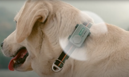 Smartphone para pets faz ligações com tutor e detecta ansiedade; conheça