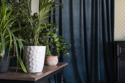 Ter plantas no quarto não é prejudicial para a saúde