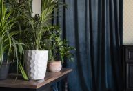 Ter plantas no quarto faz mal para a saúde?