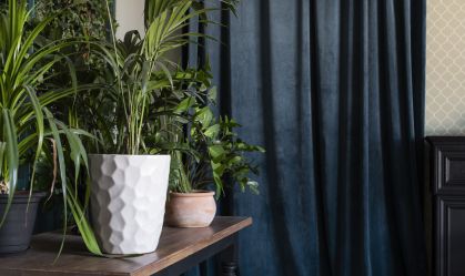 Ter plantas no quarto faz mal para a saúde?