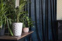 27 plantas para decorar sua casa em cada região do Brasil