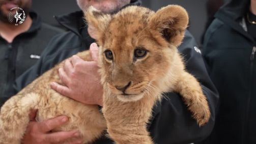 Polícia de Israel resgata filhote de leão e dois macacos mantidos de forma ilegal.