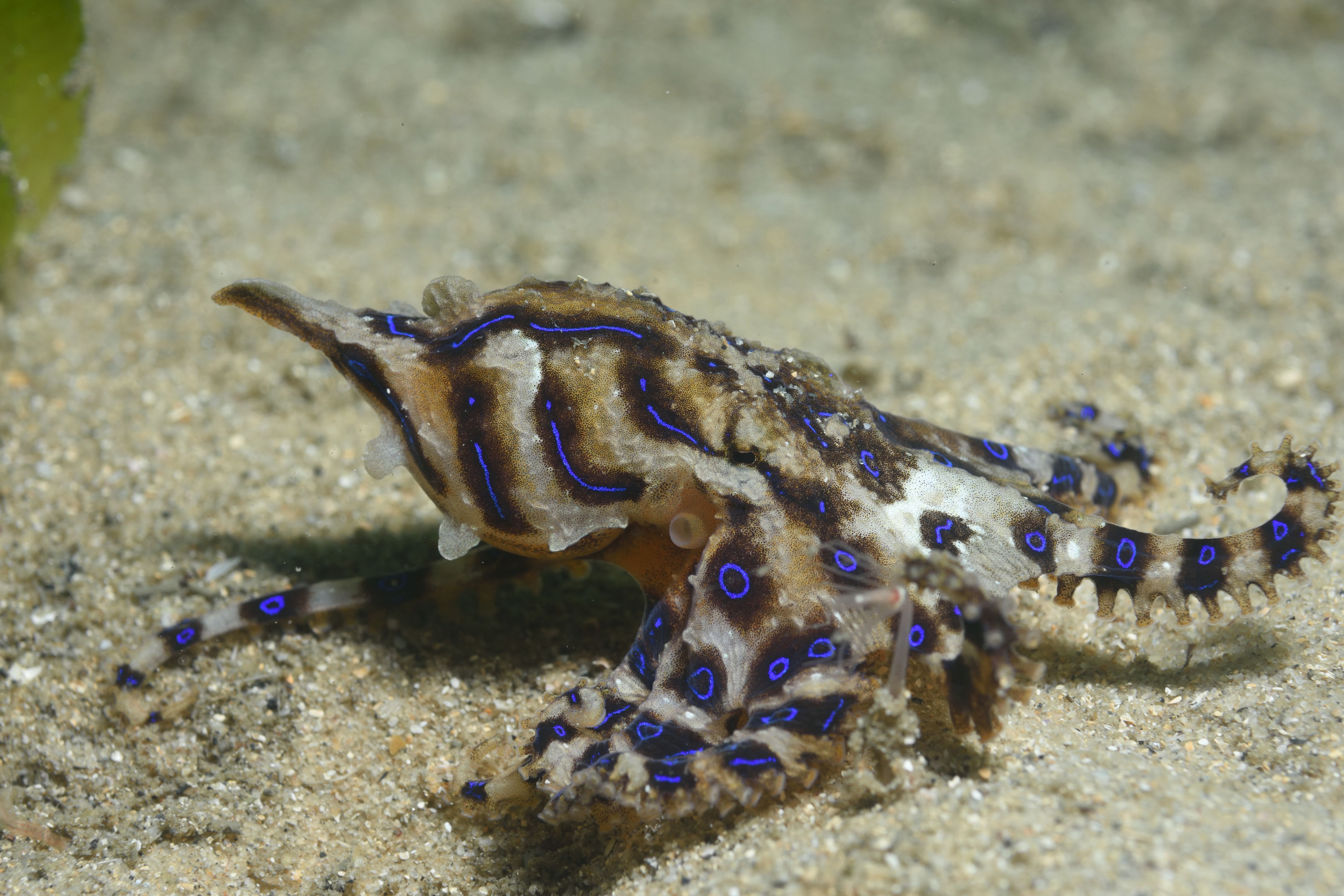 Blue-lined Octopus, New South Wales, Australia