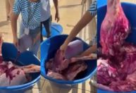 Carne estragada era pintada com corante vermelho para parecer fresca em SC