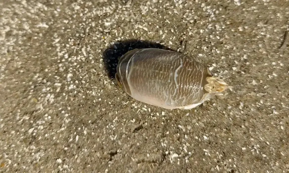 tatui