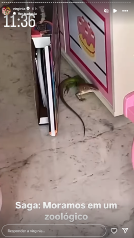 Virginia Fonseca compartilhou um vídeo mostrando o animal nas redes • Instagram/Virginia Fonseca