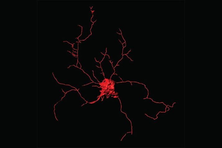 Renderização computadorizada de um neurônio positivo para parvalbumina, criado em laboratório • UC Santa Cruz