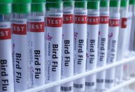 Agricultura confirma novo de gripe aviária e mais seis suspeitos