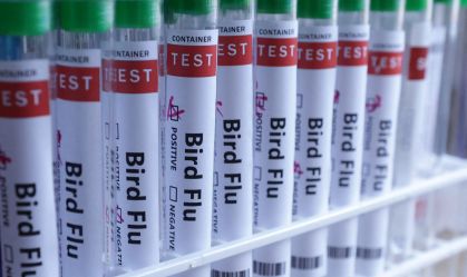 Primeira vacina brasileira contra gripe aviária entrará em fase de testes